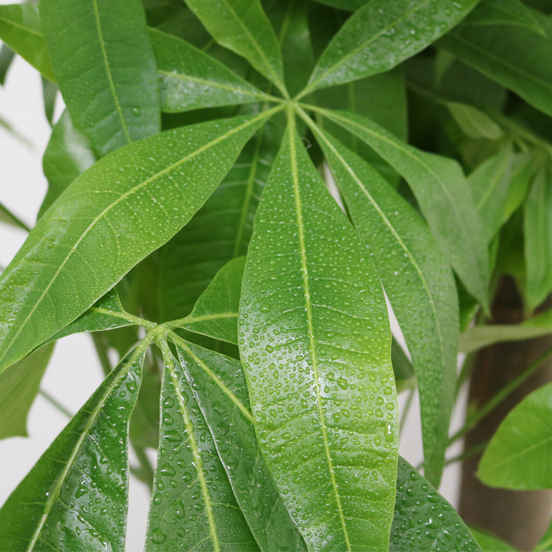 与花同行 大型室内观叶绿植盆栽带土发货含盆 独杆发财树1.8米