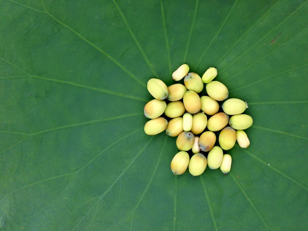 莲花健康引领健康产业迈向更高质量发展之路